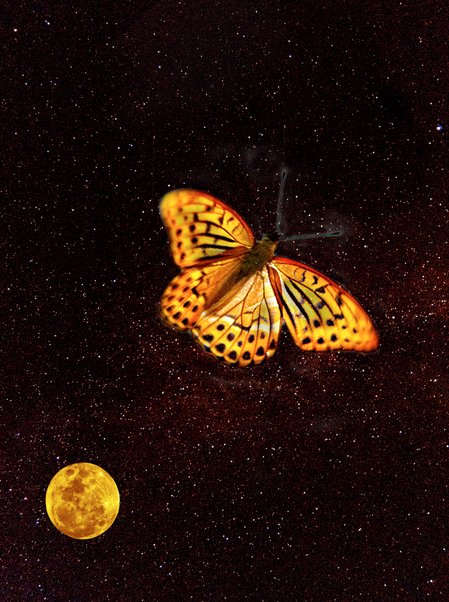 Fjärilarna lämnar jorden och hela världen tittar på