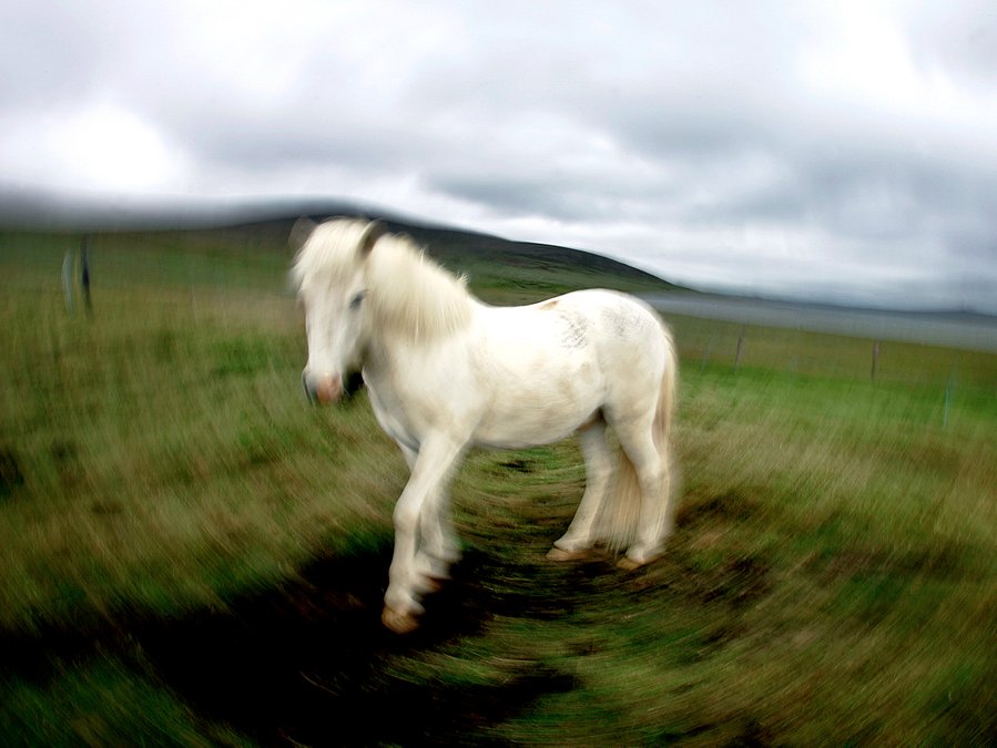 Häst, Island