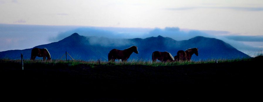 Hästar, Island